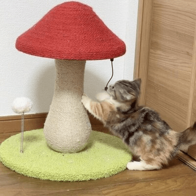 Arbre à Chat - MushroomCatTower™ - Famille Royal Chat